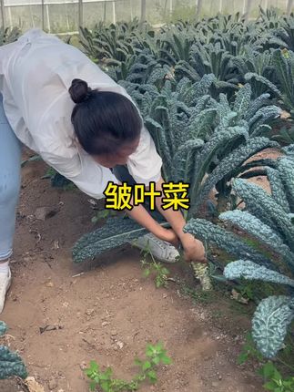 皱叶菜 皱叶菜#家庭种植