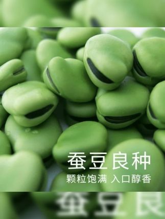 蚕豆种子北斗七星特大高产罗汉豆种籽春秋冬季播种早熟耐寒胡豆籽#蚕豆种子#蔬菜种子#蚕豆种籽 #种子#罗汉豆种子