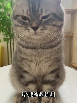就这个小东西,拿捏了我家小猫咪#猫咪的迷惑行为