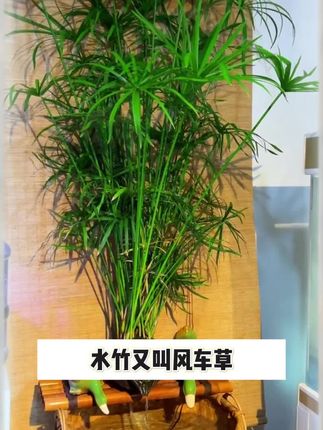 #水竹#风车草#鱼缸造景过滤#净化水质#水培土培均可