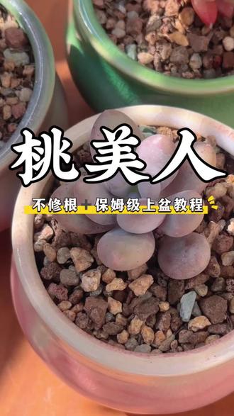 这样的多肉到货后不修根,服盆更快状态更好!#新手养多肉 #多肉植物 #多肉植物养护 #多肉控 #多肉养护