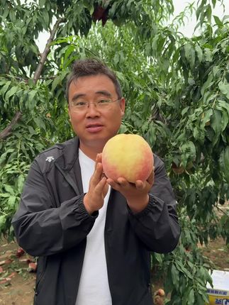 一个桃子2斤,你见过吗? #抖音新农人 #优质农产品 #三农 #乡村振兴dou行动 #新鲜采摘
