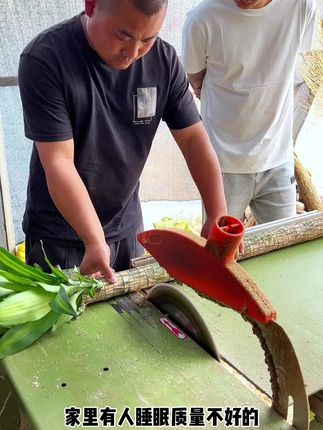 #巴西木 放在室内很好养活,平时浇浇水就能养好