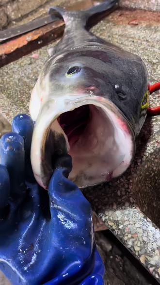 这才是胖头鱼里的顶流!杀鱼先放血,鱼肉白嫩又细腻。