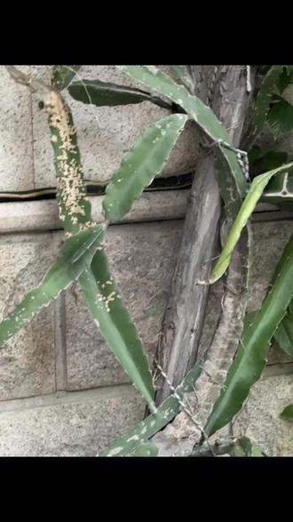 关键时刻豆包没回复,等我忙了半天才发现这个没毒的家🐍,一身鸡皮疙瘩