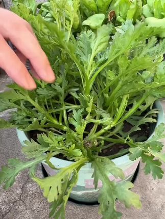 家里有空地的都可以种这个#茼蒿#种子#在家种菜