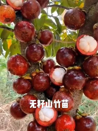 正宗泰国山竹树苗超甜大果无籽盘南北方种植四季栽地栽带叶带土发#无籽山竹苗 #优质农产品 #果苗供应