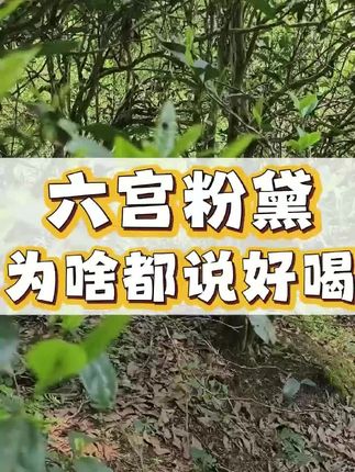 六宫粉黛的甜香,小罐茶供应商,喝了都夸好,为啥呢?#武夷岩茶 #好茶推荐 #茶生活 #茶叶知识 #喝茶聊天