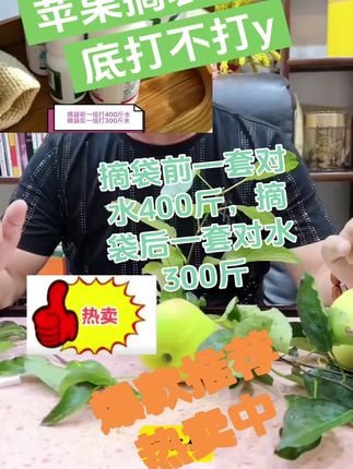 丁老师富士苹果摘袋(前)(后)的药叶面肥
