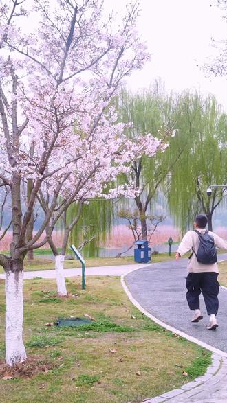 就是一条全新的武汉看樱花路线….#武汉 #武汉攻略 #武汉赏樱攻略