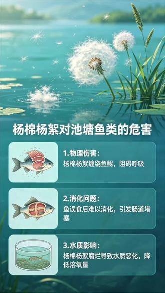 杨棉,杨絮。落到池塘,要怎么处理。对鱼有哪些坏处 #水产 #水产人 #四大家鱼 #四大家鱼养殖