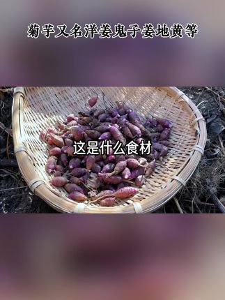 洋姜新鲜现挖当季陕北洋生姜菊芋生吃姜不辣凉拌鬼子姜2斤5斤9斤#浓香型白茶 #不同茶叶的功效和作用 #浓香茶 #草木灰对茶叶有什么好处
