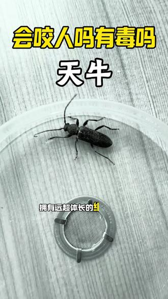 天牛有毒吗?这就是天牛,天牛是鞘翅目昆虫,最典型的特点是拥有远超体长的细长触角,身形呈长圆筒形,外壳色彩多样,天牛危害极大,幼虫是核心隐患,会蛀蚀木质家具、建筑木材,严重危害房屋建构安全,天牛本身不具备主动毒液,但部分种类体液含轻微毒性,被其咬伤后可能出现皮肤红肿、刺痛,发现天牛虫害,可选用专用天牛杀虫剂,对准家居蛀孔、成虫活动区域均匀喷施,能够有效灭杀成虫与幼虫,定期使用还能有效预防天牛再次滋生#天牛 #天牛幼虫 #天牛克星 #天牛蛀虫 #天牛产卵