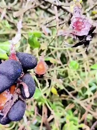 #金樱子 金樱子肉生晒干货金英刺梨子金樱肉干肉泡酒泡茶#好物推荐🔥 #自用好物分享 #优质农产品 @DOU+上热门