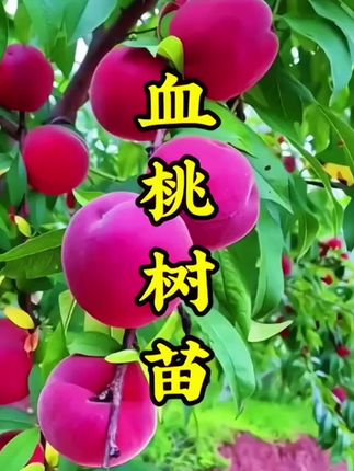#血桃树苗 嫁接苗,基地现挖现发,易种植好管理产量高,个头大,红皮红肉,非常好吃…南北方均可种植…#果树苗 #桃树苗 #三农种植 #优质种苗