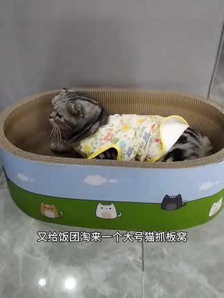 小猫咪很喜欢的猫抓板窝,空间大,耐抓耐磨,质量很好。#猫抓板窝 #萌宠好物#新手养猫#双十一