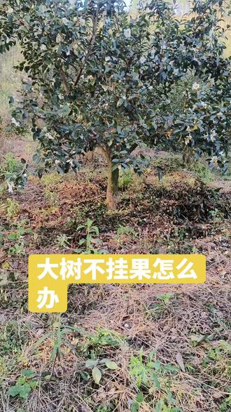 通过修剪能让大树挂很多果#真实生活分享官