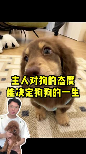 主人对狗狗的态度,真能决定它的一生!#狗狗🐶 #养狗人的精神状态 #主人对狗狗的爱 #萌宠出道计划 #我和我的狗