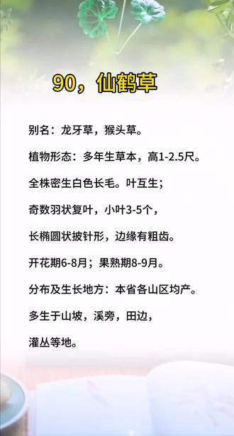 一方草药之仙鹤草的功效,#知识分享 #每天学习一点点 #传统文化 #涨知识 #中医