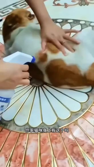 跳蚤药杀虫剂家用床上室内猫狗窝神器喷雾喷剂蜱虫虱子非无毒 #跳蚤杀虫剂#好东西一起分享
