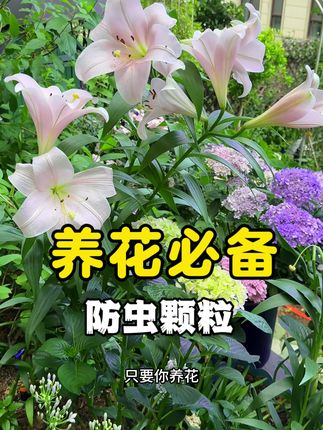 在家养花一定要备上一些#防虫颗粒 ,有了它养花轻松多了#养花小知识 #爱生活爱养花