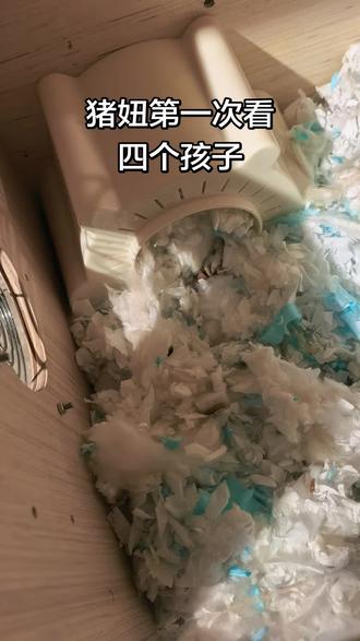 一家两口变成了一家六口#金丝熊 #自家养殖 #仓鼠