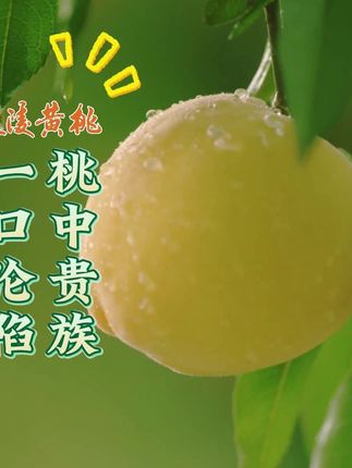 炎陵黄桃终于上市啦!我们店铺也上架了,欢迎新老朋友购买。