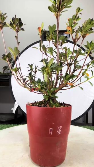 皋月杜鹃矮霸的来时路6.0#皋月杜鹃