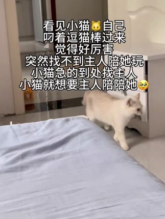 爱常常是亏欠#萌宠 #毛孩子的日常 #养猫人 #逗猫棒 #猫咪日常