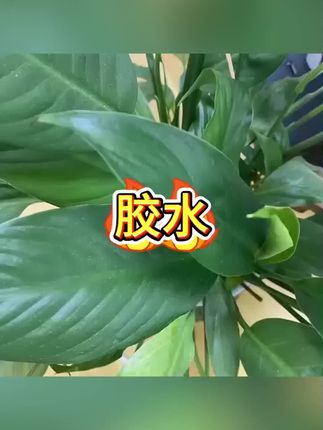 #油性胶水#透明胶水防水 #粘鞋