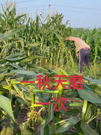 #锰钢镰刀 #免磨镰刀