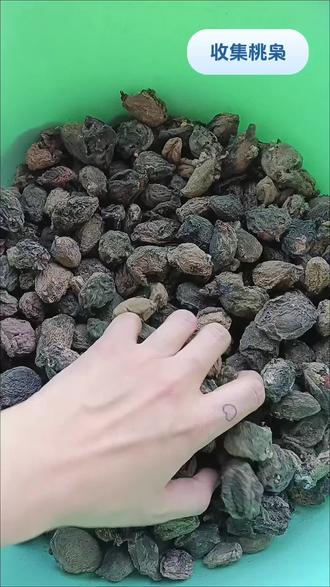 #纯手工打造 正月初一摘桃枭#桃枭