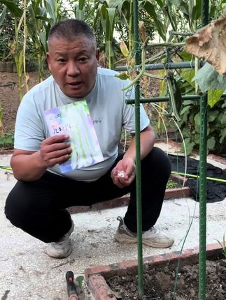又到了种植九粒白芸豆的季节了,现在种植一个月就会爬到架子顶端、刚好立秋后温度特别适宜九粒白芸豆生长、一直接到下霜#九粒白芸豆种子