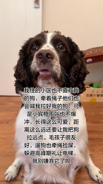 #毛孩子也是孩子 #papi西高地 毛孩子很友好,遛狗也牵绳捡屎,躲避高峰期礼让电梯,就别嫌弃它了呗