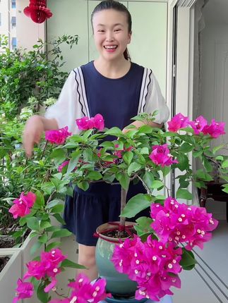 三角梅一年到底能开几次花#爱生活爱养花 #养花小知识 #养花知识 #花卉绿植 #三角梅