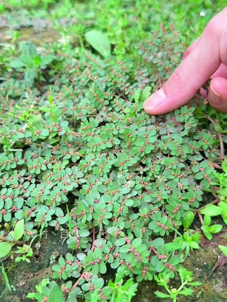 地锦草又名铺地锦、奶浆草,因匍匐地面生长,折断后流出白色的汁液,因此而得名#植物科普#涨知识#内容启发搜索