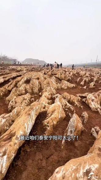宁阳老家火了!藏着5亿年的地质奇观!#宁阳石海 #泰安宁阳 #宁阳网红打卡地 #宁阳家乡美 #山东美景