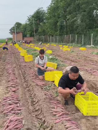 新鲜现挖的板栗红薯 香甜软糯 无渣无丝无筋#板栗红薯