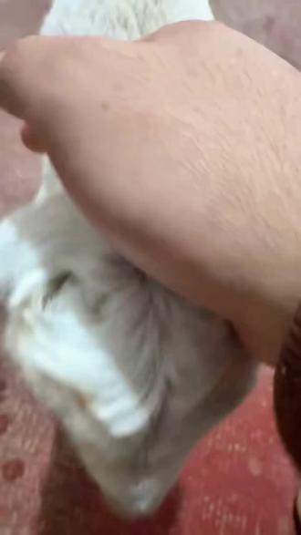 做羊🐑麻麻的一天#宠物vlog