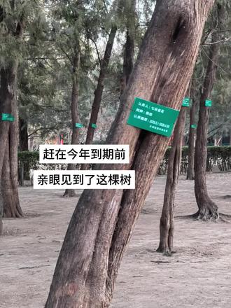 陈春杳杳 来岁昭昭#七朵金花 #地坛公园 #时代少年团