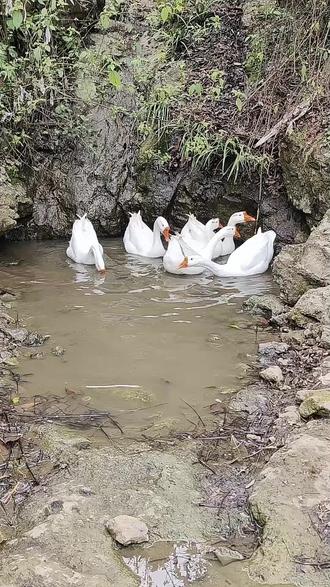 #我家养的土鸡 四本经典历险作品读后感
阅读《鲁滨逊漂流记》《汤姆·索亚历险记》《尼尔斯骑鹅旅行记》《爱丽丝漫游仙境》四部经典,如同开启四段不同维度的成长之旅,每段冒险都藏着对生命、成长与自我的深刻思考。
《鲁滨逊漂流记》展现了绝境中的生存力量,鲁滨逊流落荒岛二十八年,以实干对抗孤独,用理性创造生活,教会我们直面困境的勇气与脚踏实地的坚持,是人类不屈精神的写照。《汤姆·索亚历险记》里的顽童汤姆,在密西西比河畔的冒险中,从调皮捣蛋到坚守正义、承担责任,以童真对抗世俗的刻板,让我们看见少年成长中善良与勇气的蜕变。
《尼尔斯骑鹅旅行记》作为诺贝尔文学奖童话,让顽劣的尼尔斯在骑鹅游历瑞典的旅程中,学会尊重生命、关爱他人,在自然与动物的陪伴中完成心灵的救赎,诠释了成长源于共情与经历。《爱丽丝漫游仙境》以荒诞奇幻的地下世界,打破现实的逻辑枷锁,爱丽丝在未知冒险中保持好奇与独立,既讽刺了成人世界的僵化,也守护了童年最珍贵的想象力。
无论是绝境中的坚守、少年时的蜕变,还是童话里的觉醒,都让我们明白,成长是直面困境的勇气,是坚守本心的纯粹,更是对世界永远怀揣好奇与善意。