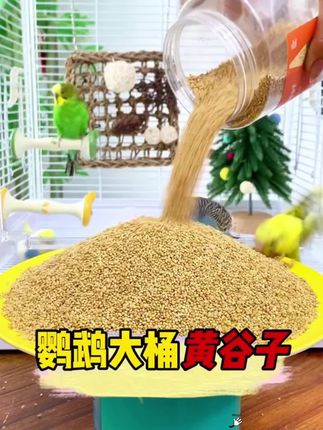 #布卡星 #新黄谷子 #带壳小米