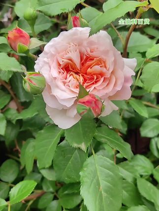 老桩月季花苗 玫瑰花月季花老桩根苗#花卉绿植 #老桩月季 #月季 #爱生活爱养花 #养花