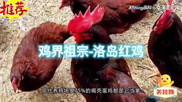 蛋鸡界祖宗-洛岛红鸡#散养鸡#散养土鸡蛋#蛋鸡#养鸡技术