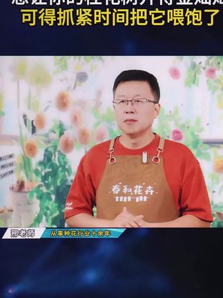 桂花可是个不折不扣的“大胃王”,想让你的桂花树开得金灿灿,香气飘满园,可得抓紧时间把它喂饱了!#花卉绿植 #爱生活爱养花 #桂花 #养花小知识