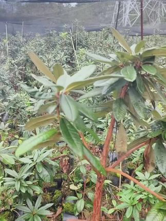 高山杜鹃马缨花直播间不见不散#别墅庭院植物 #苗木基地 #庭院植物 #种植基地 #苗木供应