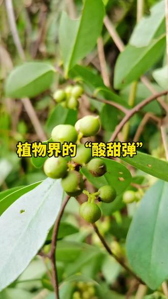 这株植物是酸藤子,也叫酸藤果、咸酸果~
这货堪称山野里的“酸甜小炸弹”!青绿色的果实看着圆滚滚,咬一口能酸得你眯眼睛,熟了变成红紫色就化身酸甜小零食,还是农村娃童年竹筒枪的“天然子弹”。它的藤蔓特能爬,叶片背面还带层白粉,像抹了防晒霜。别看果子小,根和叶还是民间“跌打小能手”。在野外碰到它,可别被青果的酸劲儿劝退,等它红透了,绝对是舌尖上的山野惊喜!#酸藤果 #童年味道 #乡间田野 #农村宝物