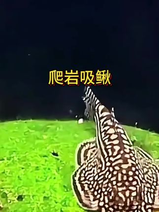 爬岩吸鳅 岩壁上的“吸盘精灵”:爬岩吸鳅的生存艺术 在急流险滩中,藏着淡水界的“攀岩高手”——爬岩吸鳅。扁平的身体像枚打磨光滑的青石,腹部演化出蜂窝状吸盘,能牢牢吸附在湿滑岩壁上,任水流冲击也纹丝不动。 它们是溪流的“清道夫”,用细密的口器刮食岩石上的藻类,尾鳍如船舵般精准掌控方向,在激流中跳出独特的“岩壁华尔兹”。不似热带鱼那般斑斓,灰褐色的体表是天然的保护色,却在游动时展现出灵动的姿态,仿佛水流中舞动的枯叶。 作为原生鱼里的“小众明星”,爬岩吸鳅用极致的适应力,在湍急的水域中开辟出生存天地,也让水族爱好者见证了自然演化的神奇。#爬岩吸鳅 #观赏鱼 #清洁神器 #吸鳅鱼 #鱼缸里的大自然