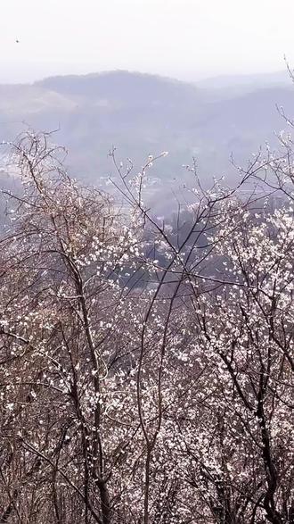 一年一度的樱花季又来了,预计花期两周,赶紧来打卡吧#樱花#樱花开了#旅行推荐官