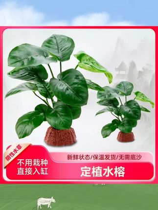 水培天堂鸟植物ins风桌面小绿植春季鹤望兰盆栽绿植室内客厅花卉#家庭种植 #鲜花养护 #每天跟我涨知识 #每日分享 #家庭养花